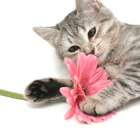 pet stress