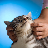 Cat Being Examined by Owner