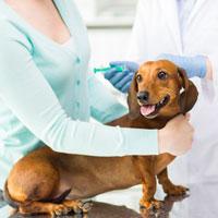 Do I Have to Vaccinate My Pet?