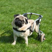 Living with a Handicapped Pet