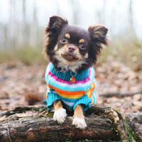 Pet Clothes: A Fashion Statement or a Necessity?