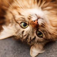 feline virus