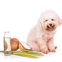 pets coconut oil