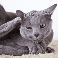 Pet's Skin